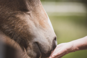 Main caressant un cheval