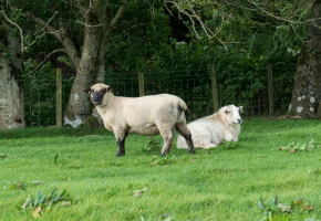 2 moutons dans un pré